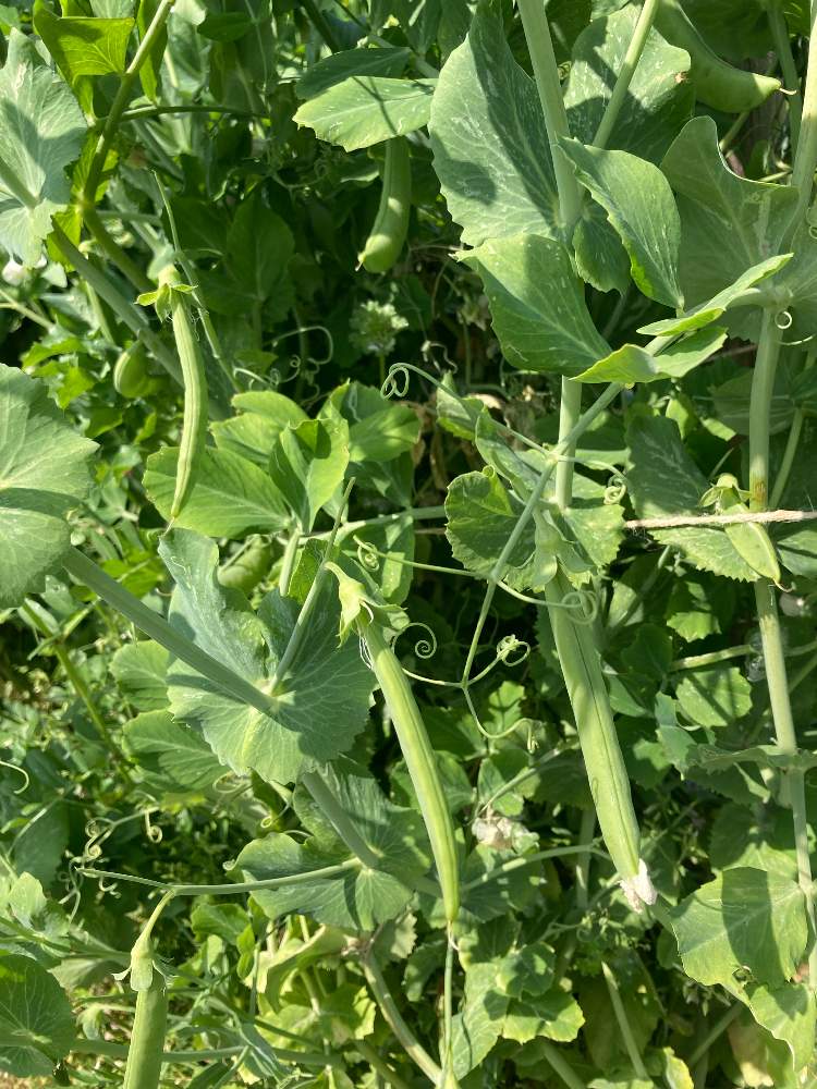 スナップエンドウの投稿画像 By Dp106さん 畑と家庭菜園とおうち園芸とおうちde菜園とえんどう栽培と家庭菜園とおうち園芸とおうちde菜園とえんどう栽培 22月4月7日 Greensnap グリーンスナップ Greensnap グリーンスナップ