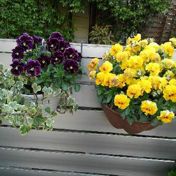 庭の植物の楽しみの画像 by 香代子ね✨さん | フェンスとフリル咲きミニパンジーとミルフル　アンティークフリルと花のある暮らしと庭の植物の楽しみとおうち園芸