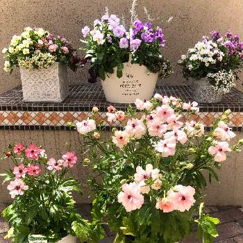 ラナンキュラスラックス　リュキアの画像 by サニーさん | 小さな庭とラナンキュラスラックス　リュキアとラナンキュラス　ラックスとラナンキュラス・ラックス アリアドネとお気に入りの鉢とピンクの花と寄せ植えとラナンキュラス・ラックスと球根とイングリッシュガーデンと赤い花とラナンキュラスラックスを愛する会とガーデニングとまばゆい輝きと白い花と『秋植え球根2022』フォトコンテストと球根植物とローラアシュレイ鉢