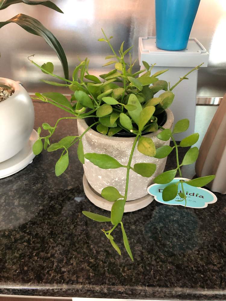 カンガルーポケット Greensnap グリーンスナップ