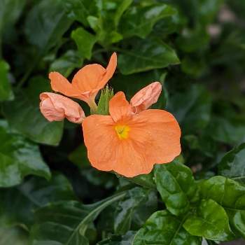 クロサンドラ かがり火の投稿画像一覧 Greensnap グリーンスナップ