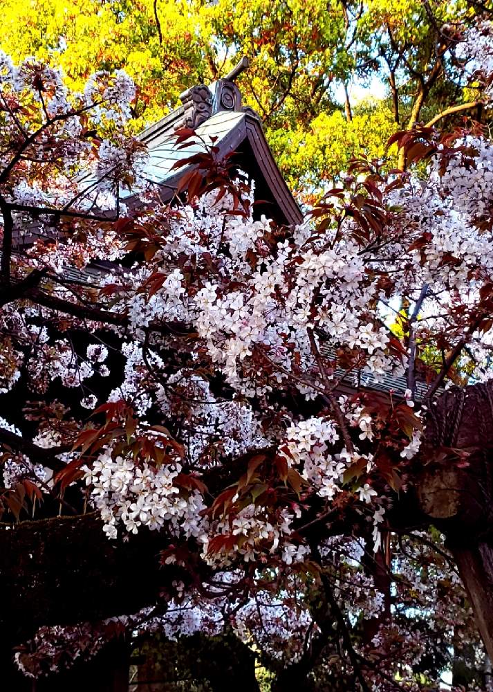 さくら サクラ 桜の投稿画像 By So Raさん 葉桜 はざくら と花のある暮らしとさくらとふりそそぐ光のなかでと桜フォトコン22とお出かけ先と花のある暮らしとさくらとふりそそぐ光のなかでと桜フォトコン22 22月4月7日 Greensnap グリーンスナップ