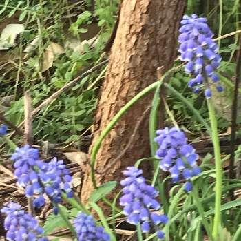 (祝)チーム・ブルー2周年の画像 by reikoriseさん | 小さな庭とムスカリと小さい庭と(祝)チーム・ブルー2周年とわれら17年組と植物大好きとGS映えとGS日和とおうち園芸と植中毒と春ですね♪と水曜日は水色と可愛いと花のある暮らしと青い花マニアとチーム・ブルーとかわいいな♡とチーム・ブルーNo.100