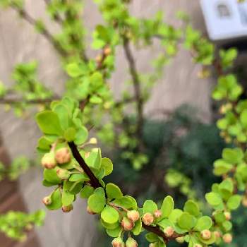 フローラ黒田園芸の投稿画像一覧 Greensnap グリーンスナップ