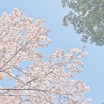 孟宗竹の画像 by よっしゃんさん | クロバイと山桜と孟宗竹