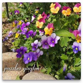 庭のすみっこの画像 by puzzleちゃんさん | スローライフとガーデニングライフと庭のすみっこと癒されるね♡と花いろいろと私の庭と癒し…♡と私の花壇と花のある暮らし
