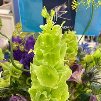 モルセラの投稿画像一覧 Greensnap グリーンスナップ