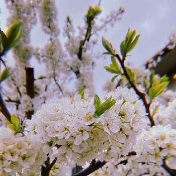 すももの花の投稿画像一覧 Greensnap グリーンスナップ すももの花の投稿画像一覧 Greensnap グリーンスナップ