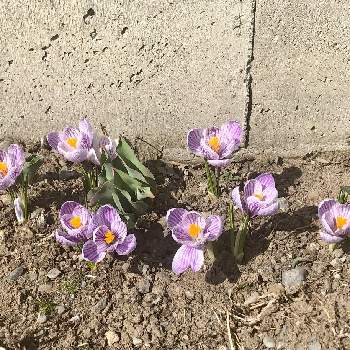クロッカスの花の画像 by 花土葉さん | お出かけ先と今日も笑顔で♡と北国の春と春のお花とクロッカスの花と薄紫色の花と春の訪れとおやすみなさい⭐