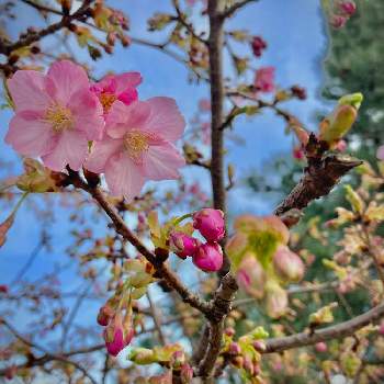 河津桜の画像 by きゅうさん | お出かけ先と河津桜と桜フォトコン2022