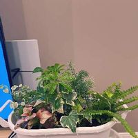 ヒポエステスの育て方 ハイドロカルチャーでも育てられるの Greensnap グリーンスナップ