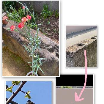 鳥のヒナの画像 by るみちゃんさん | 車庫と花のある暮らしとシジュウカラと揷し木、挿し芽と鳥のヒナ