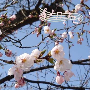 応援するよの画像 by スカイブルーさん | お出かけ先と陽射しを浴びてと桜 ソメイヨシノとピンクの花と応援花❤️と頑張ってと応援するよとお祝い花と青空の下