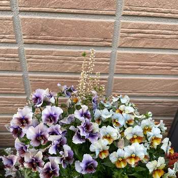 ヌーヴェル ヴァーグの画像 by yuさん | ヌーヴェル ヴァーグとビオラ・パンジーと寄せ植えと可愛いと花のある暮らし