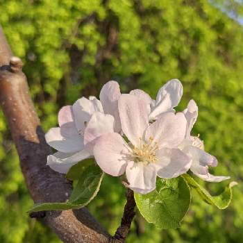 りんごの画像 by ジュリアーノさん | お出かけ先とりんごのお花とりんごのはなと姫りんごとナシとウクライナに平和をと果物の花とNo  more warとりんごと今日のお花とピンクワールドへ ようこそとトリトンさんへと平和を願うと花のある暮らしとりんごの花と武器ではなく花をとチームブルーNo.086