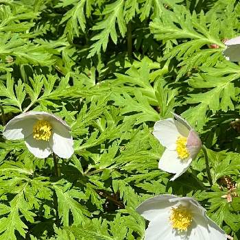 イチゲの投稿画像一覧 Greensnap グリーンスナップ