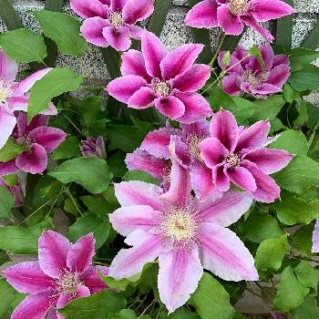 春だね〜の画像 by shiiさん | 小さな庭と癒される♡とクレマチスドクターラッペル。とありがとう♡とマイガーデンと クレマチスと美しい♡とピンクのお花と花のある暮らしとかわいいな♡と春だね〜