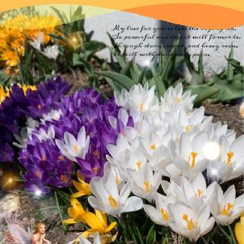 クロッカスの花の画像 by youkoさん | お出かけ先とクロッカスの花と戦争反対⚐( ｀△´)⚐ ﾊﾝﾀｲ！と平和の祈りと平和を願う☆と明日はきっと良い日になるとほっかいどー！