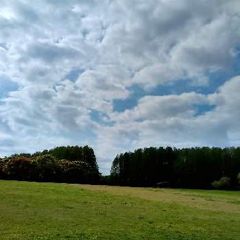 散策中の画像 by m＆oさん | お出かけ先と散策中とメタセコイアの森と水元公園と以前の写真をと雲仲間と中央広場