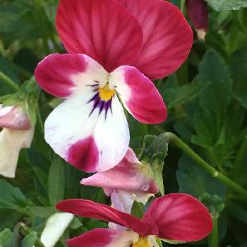 長く咲く花 の一覧 Greensnap グリーンスナップ