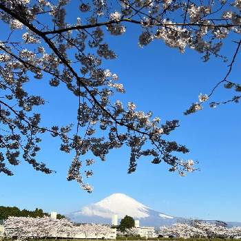 美しい景色の画像 by ひみつのアッコちゃんさん | お出かけ先と染井吉野桜と東山湖からの富士山と富士山の見える景色と可愛い花と花のある生活と美しい花と富士山と麓の花と元気な花と世界文化遺産と雪化粧の富士山と❤️桜リレー♬と大好きな花と美しい景色と花を見る喜びと私のお気に入りと美しい富士山と地植えの花と里山の景色と春を告げる花