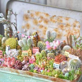 浅草橋の投稿画像一覧 Greensnap グリーンスナップ