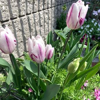 ぎゅうぎゅうの画像 by skomomさん | 小さな庭とチューリップ フレミングとチューリップ　クミンズとニゲラと金曜日の蕾たちとぎゅうぎゅうと大切な癒やしと可愛いお花と小さな小さな庭と良い週末を♪と花は癒やし♡と狭小庭