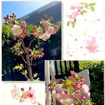 松月桜の画像 by ALOHAさん | バルコニー/ベランダと松月桜と開花とyu ＆ゆうクラブと桜フォトコン2022と桜(さくら)リレーと❤️桜リレー♬と我が家の桜と元気に育ててますよとプランターお花と花のある暮らしと楽しみ〜とかわいいな♡