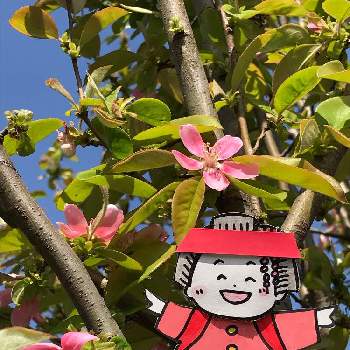 花梨の画像 by とんとんさん | 花梨と裏庭と今日の景色ととん子と手作り着せ替え人形