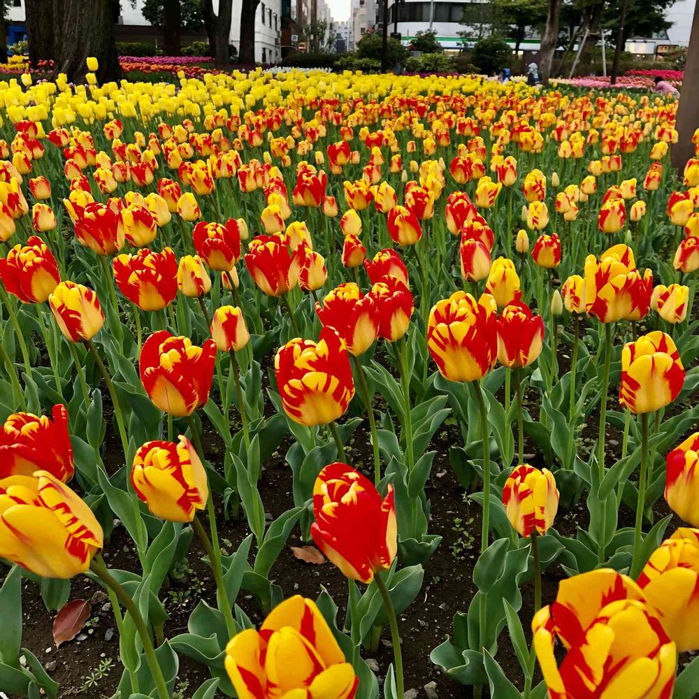 momoooさんの横浜公園への投稿