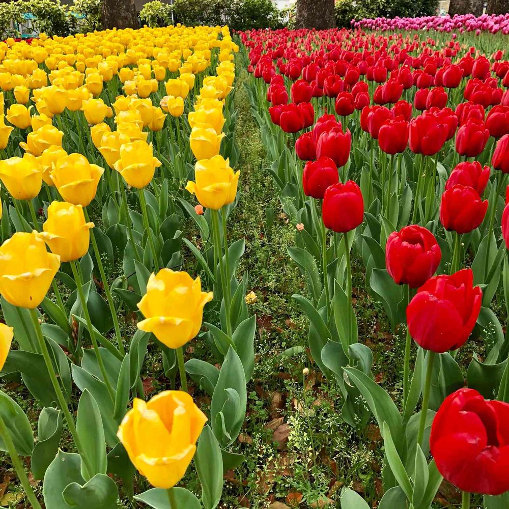 momoooさんの横浜公園への投稿