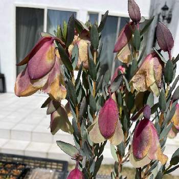 ピメレア ピソディスの投稿画像一覧 Greensnap グリーンスナップ ピメレア ピソディスの投稿画像一覧 Greensnap グリーンスナップ