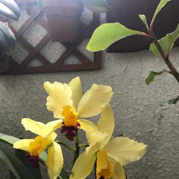 ミニカトレアの画像 by chocotさん | バルコニー/ベランダとミニカトレアと黄色い花と花のある暮らしと蘭の花