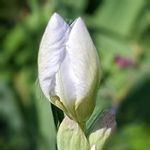 アイリス アルビカンスの一覧 Greensnap グリーンスナップ