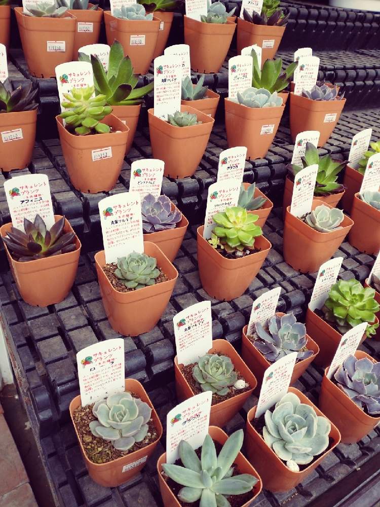 多肉の投稿画像 By はなのみせ花紋さん 八千代市と千葉県と入荷情報 とエケベリア女子と多肉入荷とタニラーと花屋 と商品スナップとカクタス長田と千葉タニラーとはなのみせ花紋と八千代台駅と棚と八千代市と千葉県と入荷情報 とエケベリア女子と多肉入荷とタニラーと