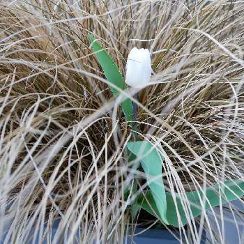 lumix-gf9の画像 by しおんさん | アプローチとチューリップとカレックス アウバウムと開花とlumix-gf9とS家の成長記録と秋植え球根と鉢植えとミラーレス一眼と球根植物