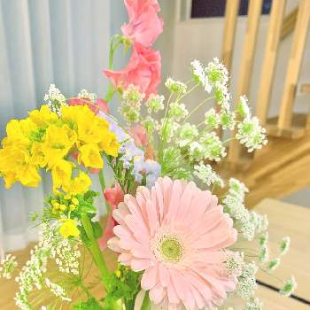 スイートピー☆の画像 by サクラサクラさん | インテリアと春のお花とレースフラワー。と『そうだ、スーパーに花を買いに行こう』フォトコンテストとsunnyとスイートピー☆とハナカジとメルシーフラワーと花のある暮らしと ガーベラと菜の花♪とスターチス♪