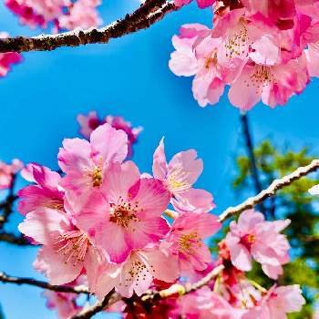 植栽管理の画像 by 木香-mokka-さん | お出かけ先と花のある暮らしと愛媛県と植栽管理と桜フォトコン2022