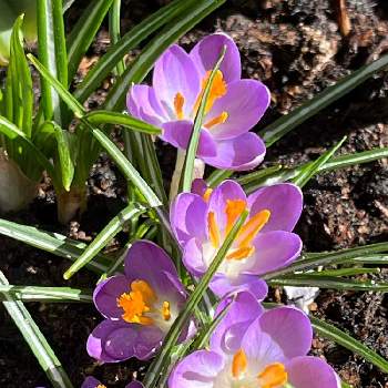 クロッカスの花の画像 by kumaさん | 広い庭とクロッカスの花とクロッカス♡