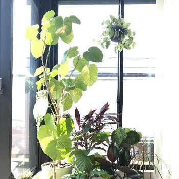 コルジリネ アイチアカの画像 by ましりゅさん | 窓辺とコルジリネ アイチアカとカラテア・オルビフォリアとポトスとフィカス バーガンディとフィカス　ウンベラータとスパティフィラムと観葉植物と好きな葉っぱと室内ジャングル化とわたしの家の観葉植物