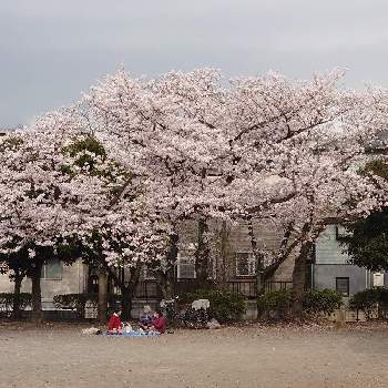 大好きな木の画像 by mamiさん | お出かけ先と散歩道とご近所さんと大好きな木と桜フォトコン2022