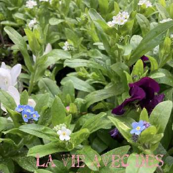 ガーデンシクラメン♡の画像 by Les fleurs ＊＊＊＊さん | 小さな庭とピンクとビオラ♡と溢れ種と勿忘草♪と白い花と紫の花とガーデンシクラメン♡