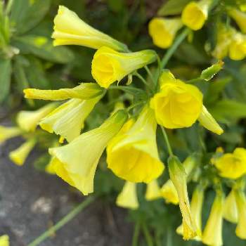 カタバミ属の投稿画像一覧 Greensnap グリーンスナップ