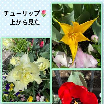 サカタのタネガーデンセンター横浜の画像 by ALOHAさん | 小さな庭とyu ＆ゆうクラブと小さな手作り花壇と チューリップと元気に育ててますよと花のある暮らしと楽しみ〜と『秋植え球根2022』フォトコンテストとかわいいな♡とサカタのタネガーデンセンター横浜