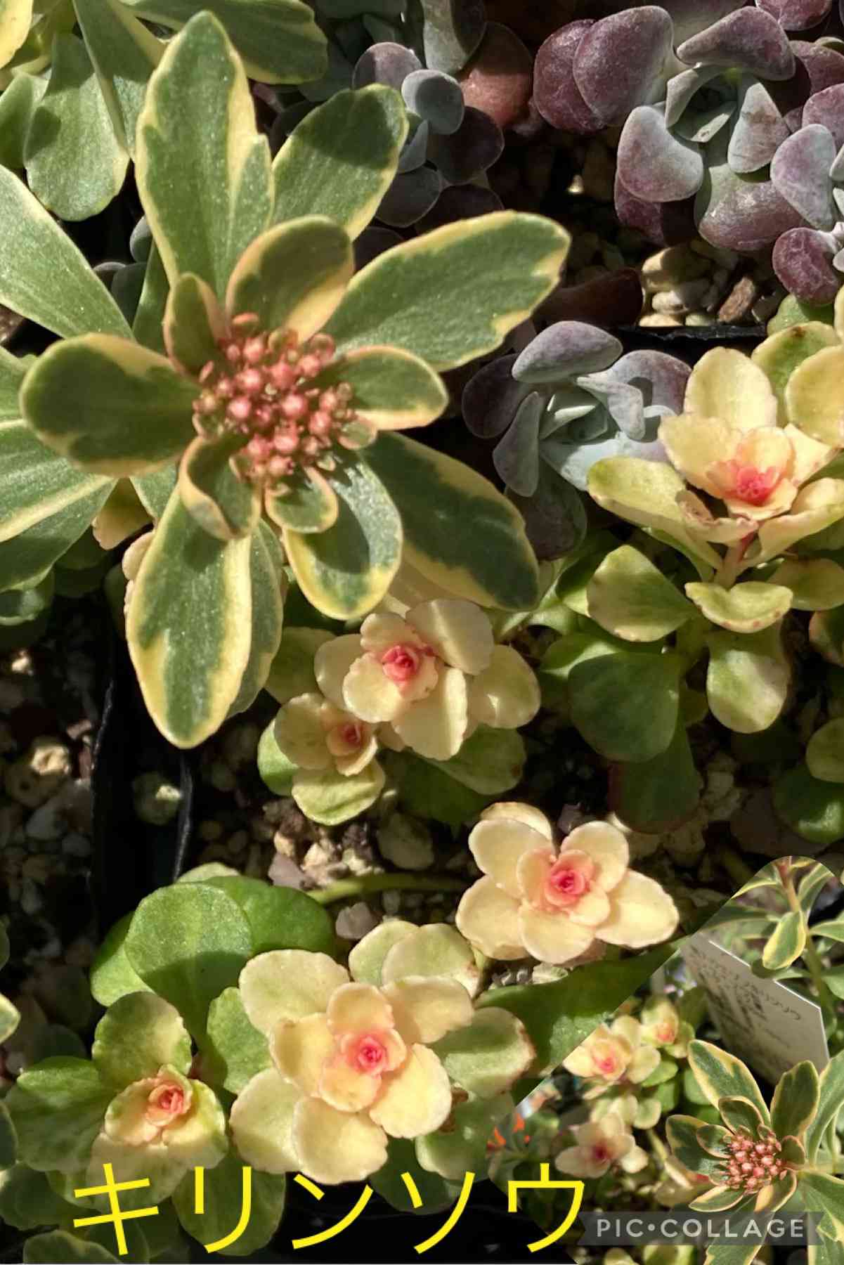 斑入りキリンソウの一覧｜🍀GreenSnap（グリーンスナップ）