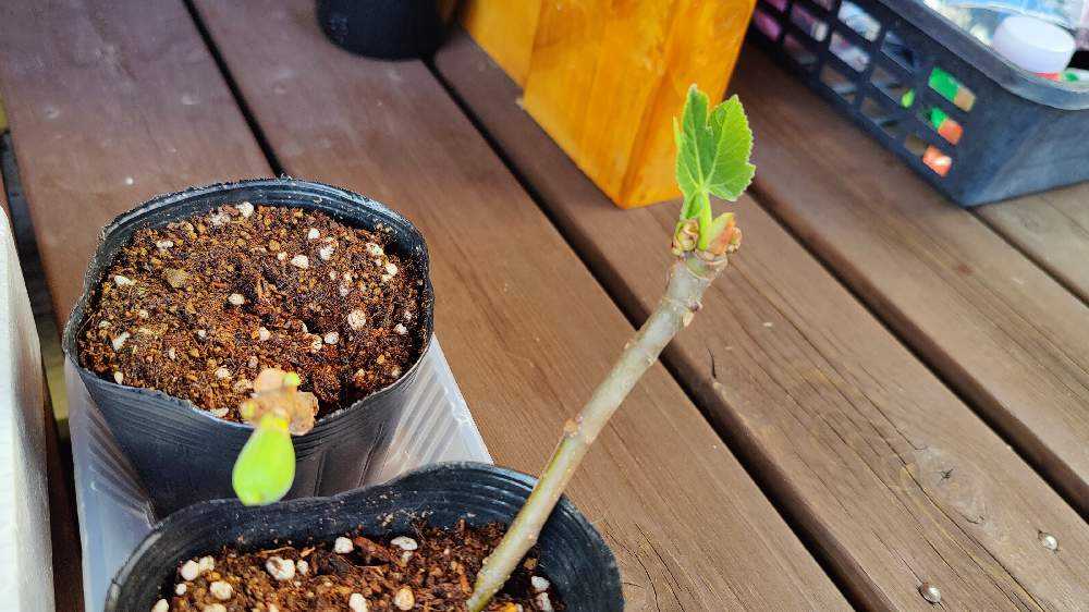 イチジク 夏秋兼用種 イチジク 苗 Borda de ses rotes 接木苗 サマー