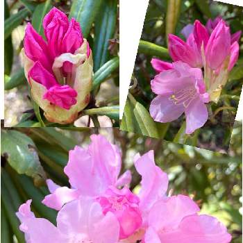 花木の女王の投稿画像一覧 Greensnap グリーンスナップ