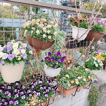 アンティークビオラの画像 by さくらンボーさん | フェンスとお花大好き♡とビオラ・パンジーと寄せ植えと手作りの庭と鉢植えともりもりと花のある暮らしとアンティークビオラと耐寒性