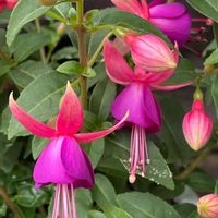 フクシア,GSの皆さまに感謝♡,医療現場の人々に感謝,コロナおしりペンペン( ･᷄ὢ･᷅ ),コロナに刃を⚔鬼滅党の画像