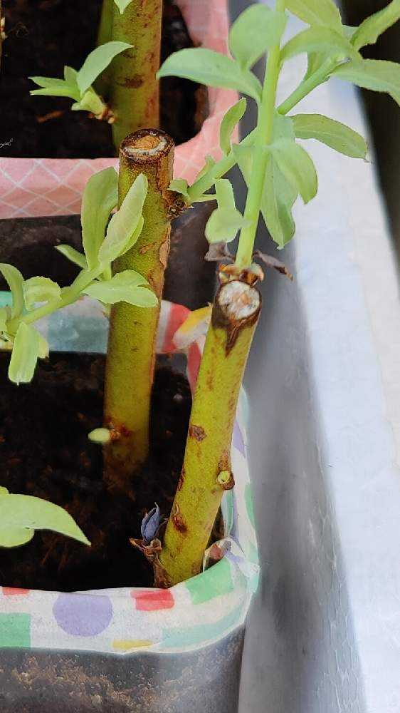 ブルーベリー栽培記録 Greensnap グリーンスナップ